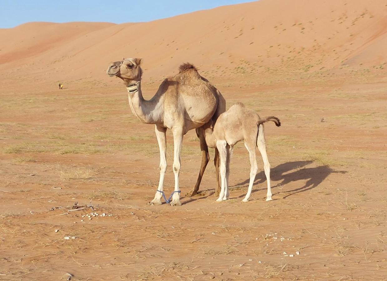 Delight Desert Camp Al Wasil ภายนอก รูปภาพ